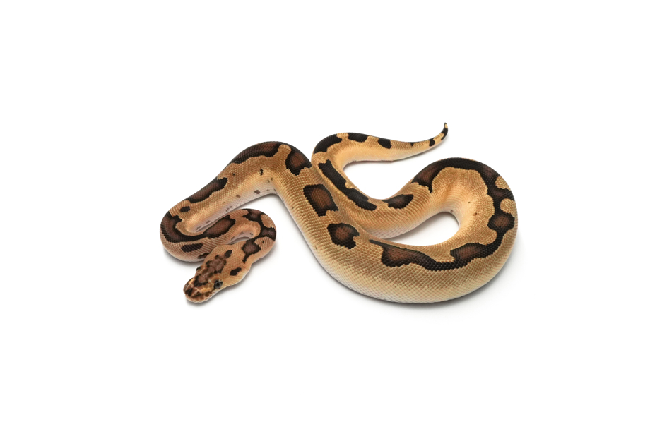 Redhead Enchi Clown DH DG VPI Axanthic