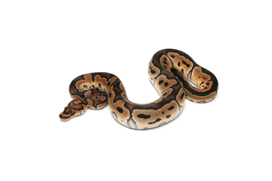 Clown DH DG VPI Axanthic