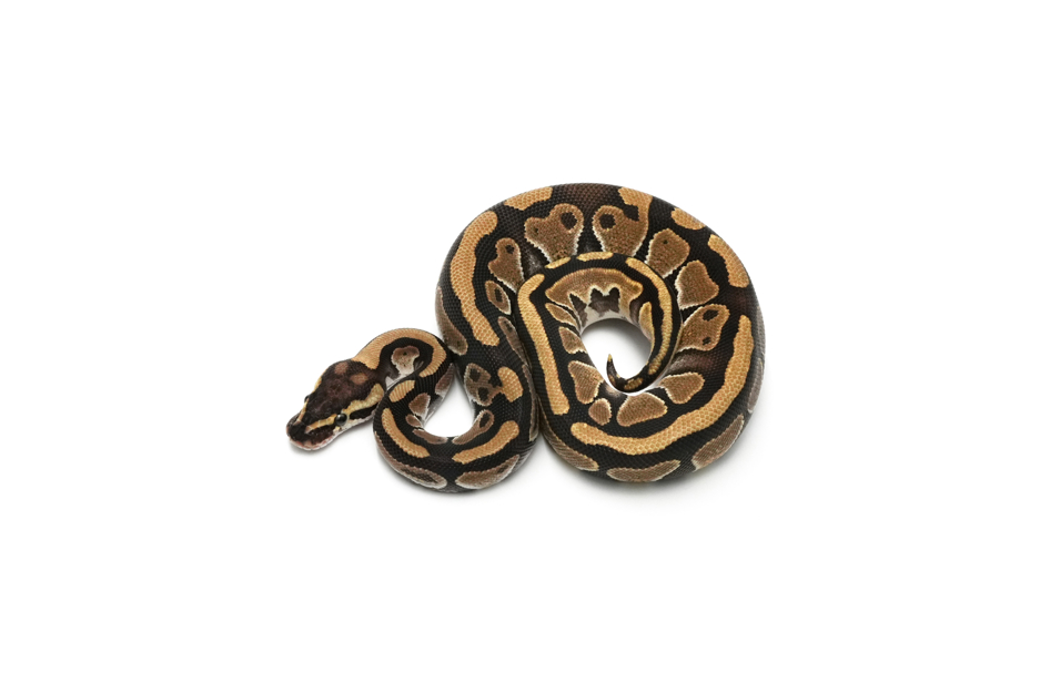 Redhead Enchi TH DG VPI Axanthic Clown