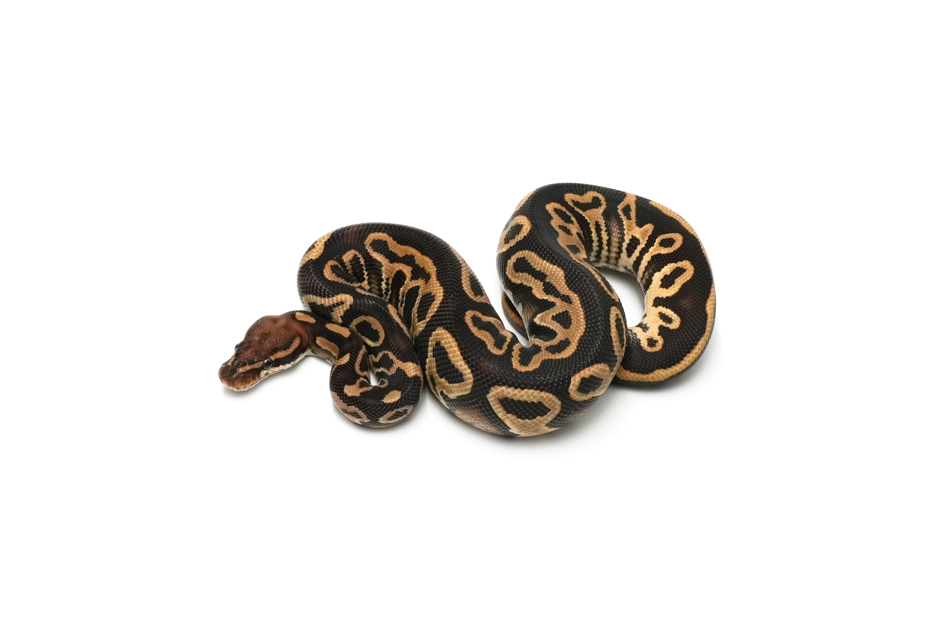 Leopard Trojan Trick TH Hypo DG Pied