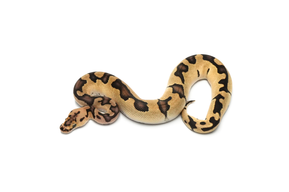 Redhead Enchi Clown DH DG VPI Axanthic