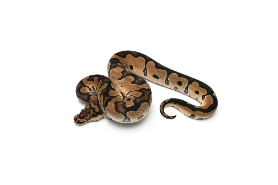 Clown DH DG VPI Axanthic