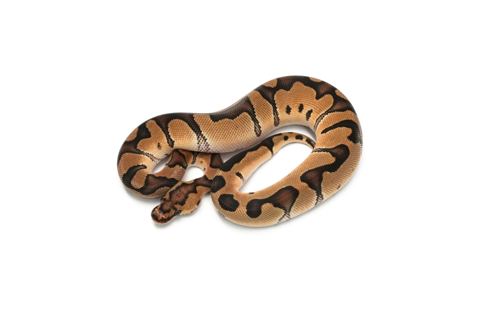 Enchi Clown DH DG VPI Axanthic