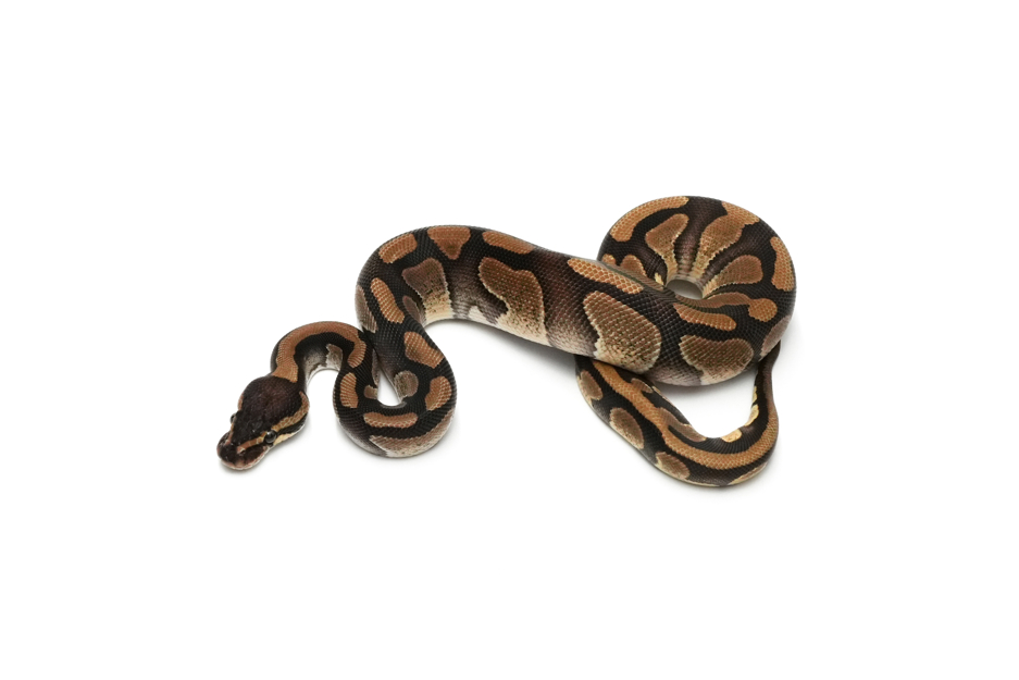 Enchi Copper QH VPI Axanthic DG Clown Pied