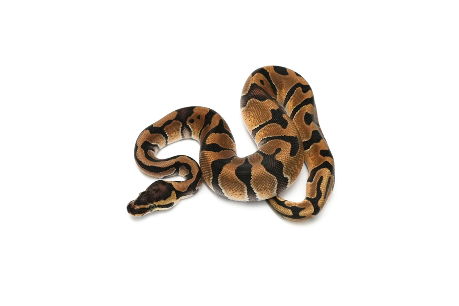 Enchi QH VPI Axanthic DG Clown Pied
