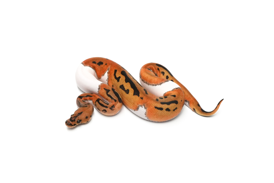 OD Leopard Clown Pied Het DG