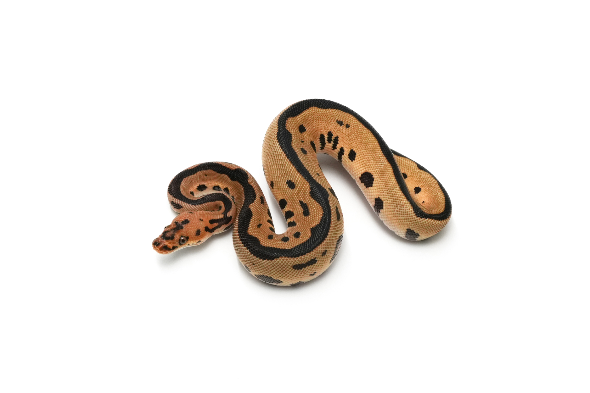 OD Leopard Clown Het DG