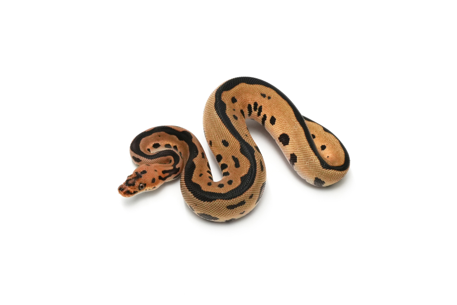 OD Leopard Clown Het DG