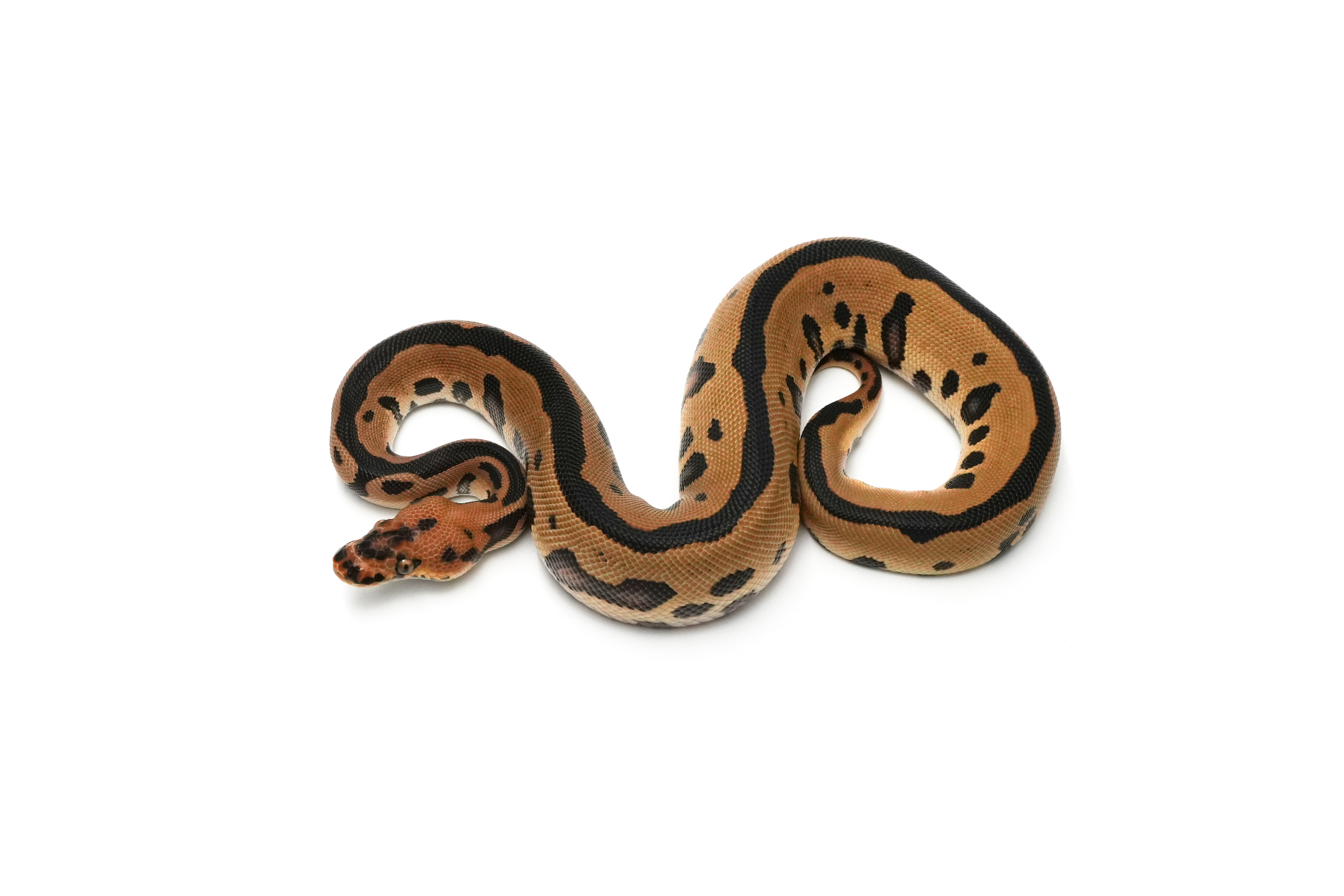Leopard Clown DH DG Pied