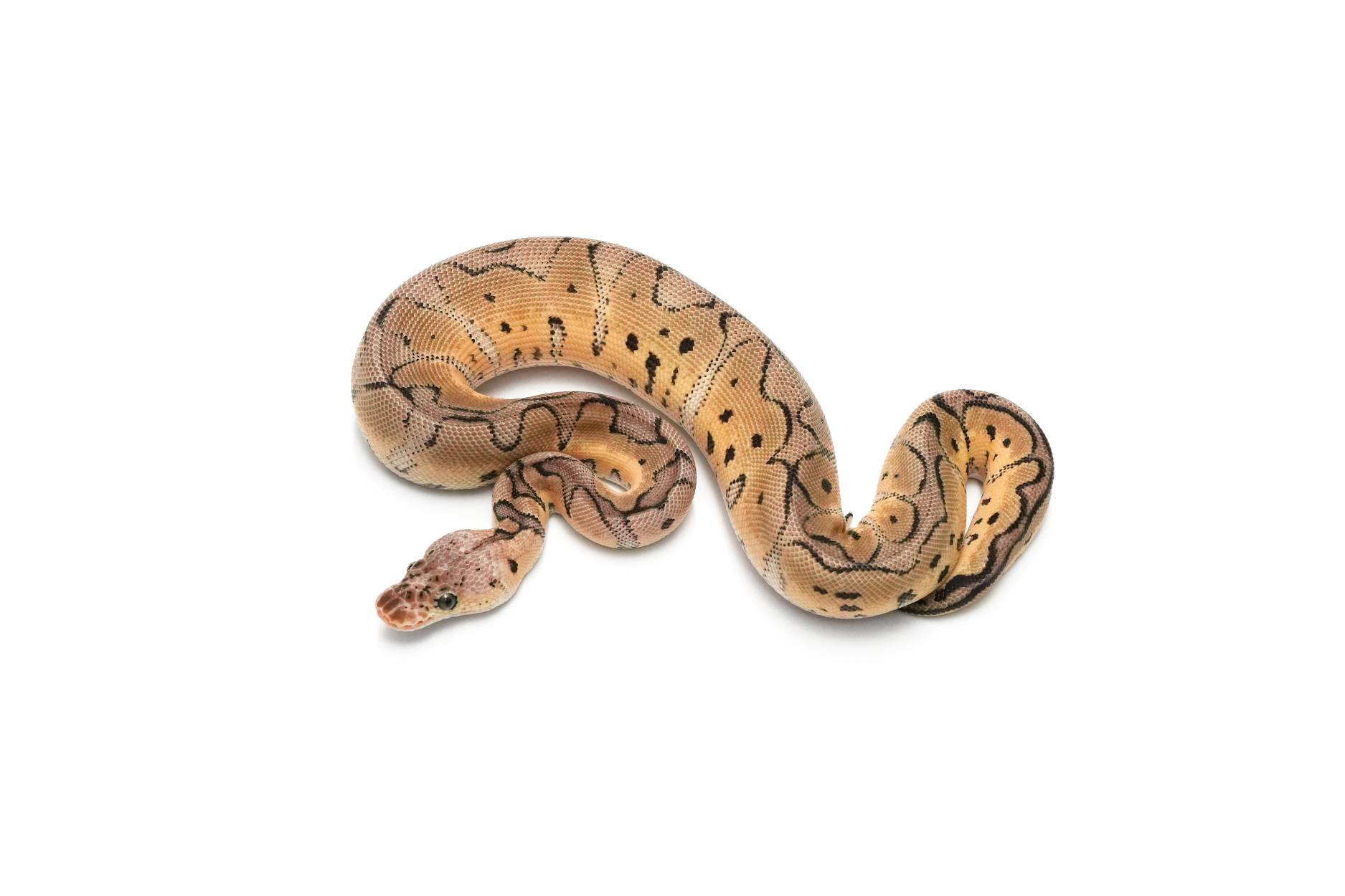 Pastel Clown DH DG VPI Axanthic