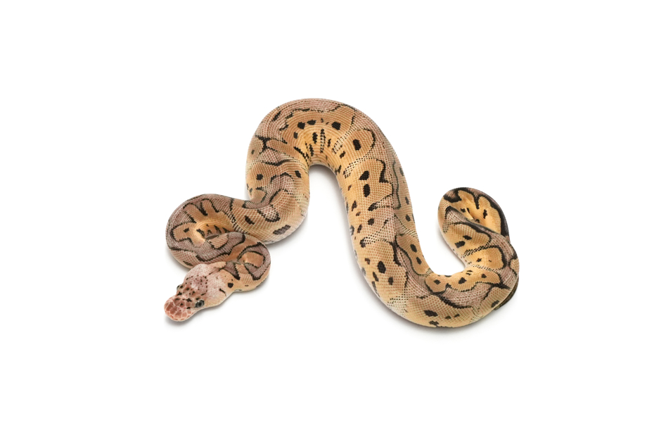 Pastel Clown DH DG VPI Axanthic