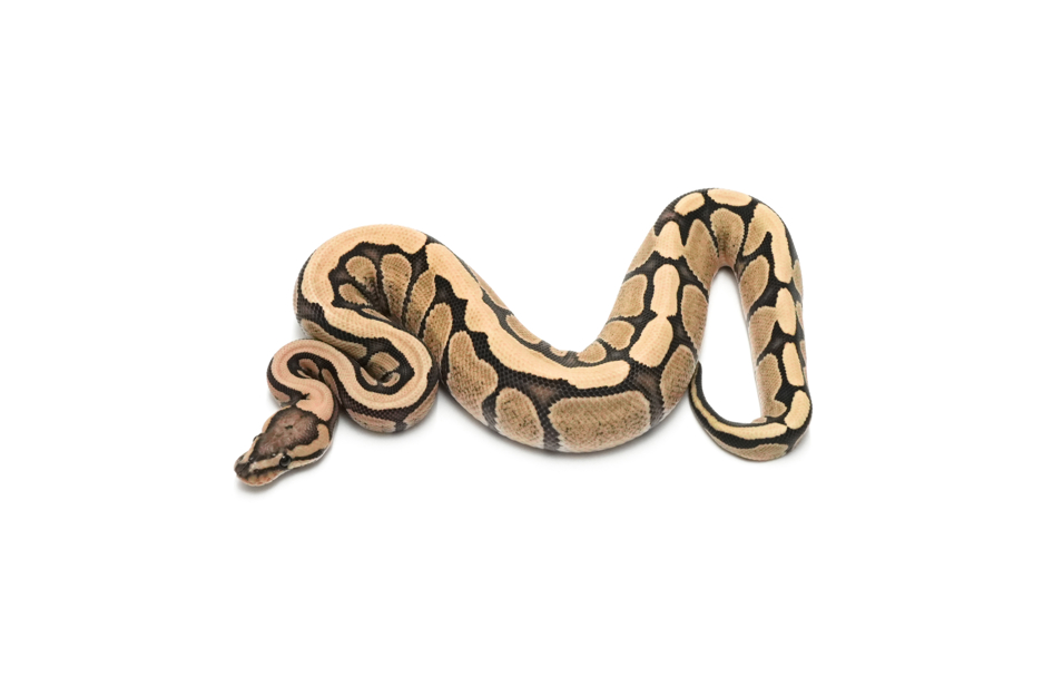 Redstripe DG DH VPI Axanthic Clown