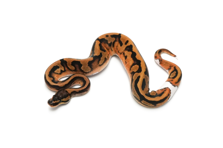 Pied DH Hypo DG 50%Clown
