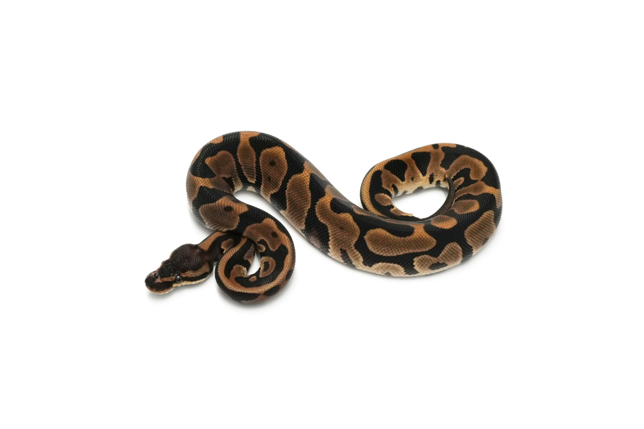 Leopard TH Hypo DG Pied 50%Clown