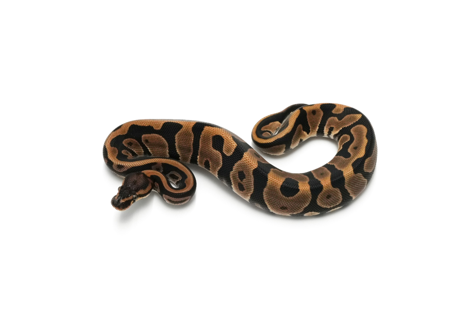 Leopard TH Hypo DG Pied 50%Clown