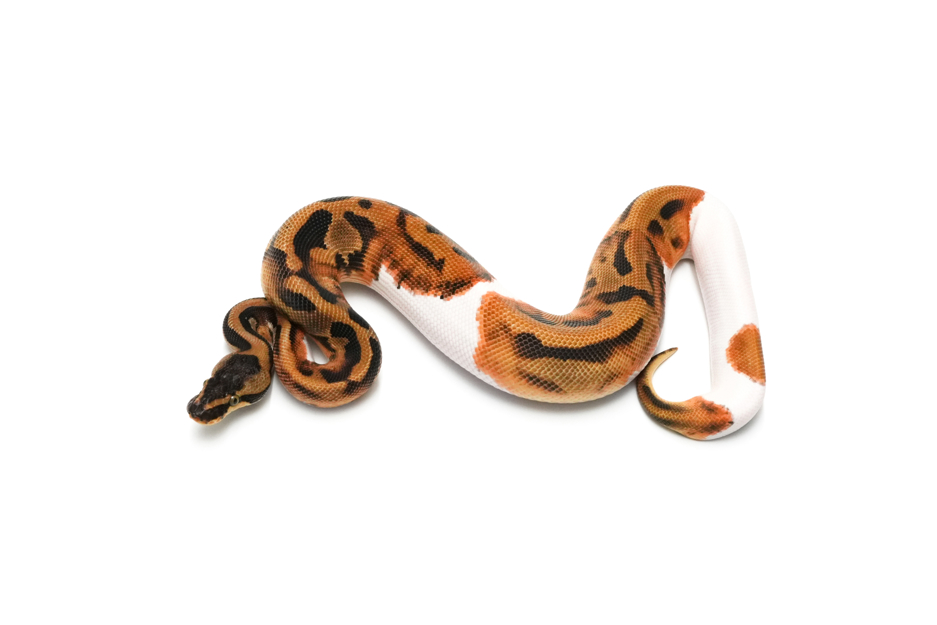 Leopard Enchi Pied DH Hypo DG 50%Clown