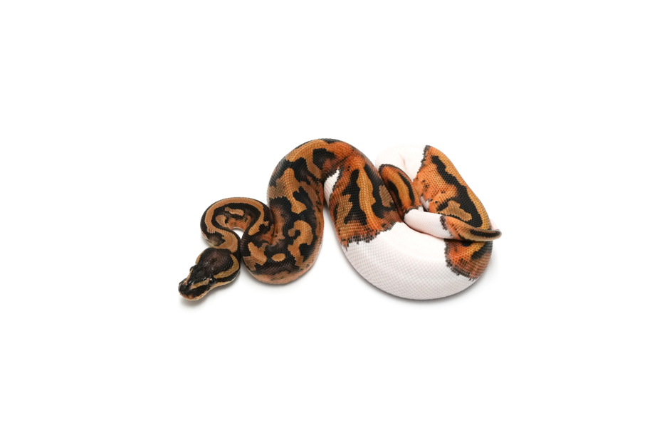Pied DH Hypo DG 50%Clown