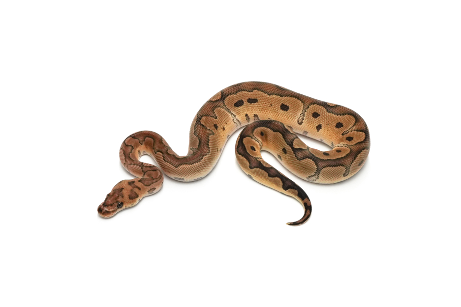 Redstripe Clown DH DG VPI Axanthic