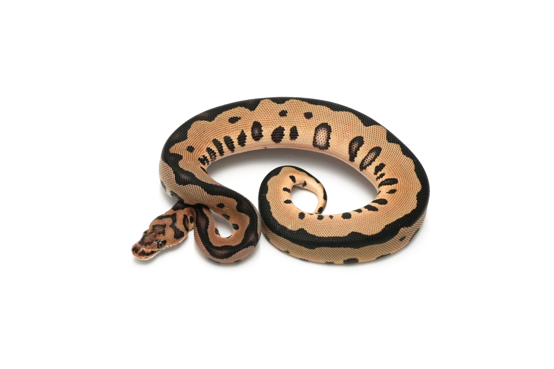 Leopard Clown DH DG VPI Axanthic