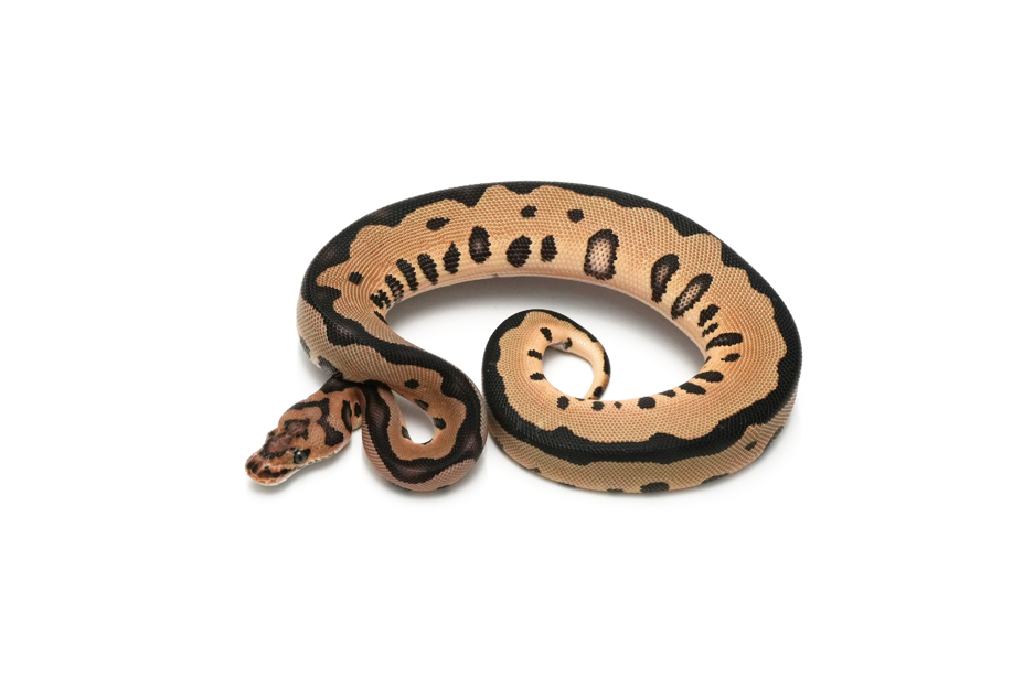 Leopard Clown DH DG VPI Axanthic