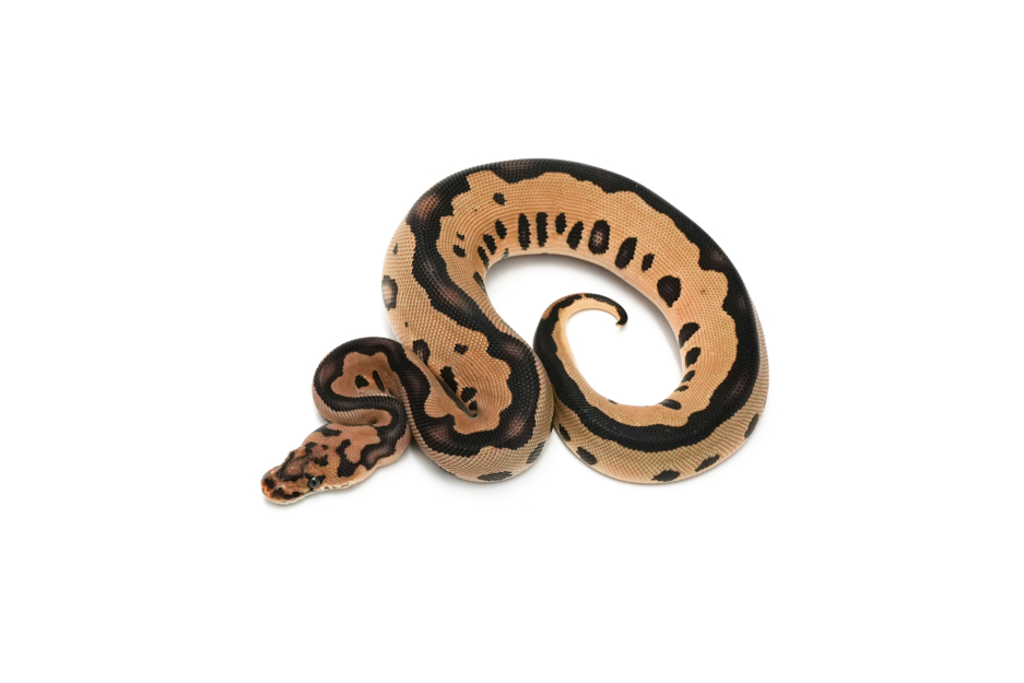 Leopard Clown DH DG VPI Axanthic