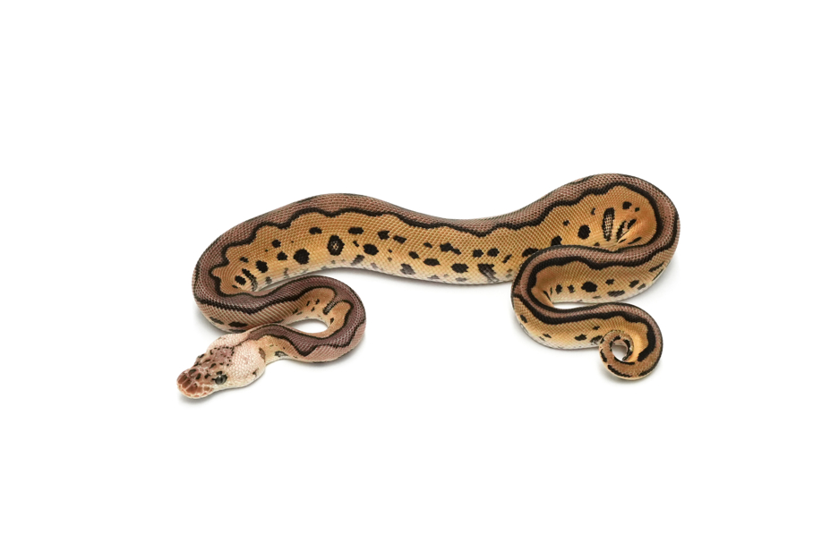 Leopard Pastel Clown DH DG VPI Axanthic
