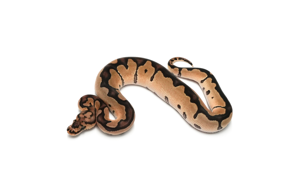 Clown DH DG VPI Axanthic (OD)