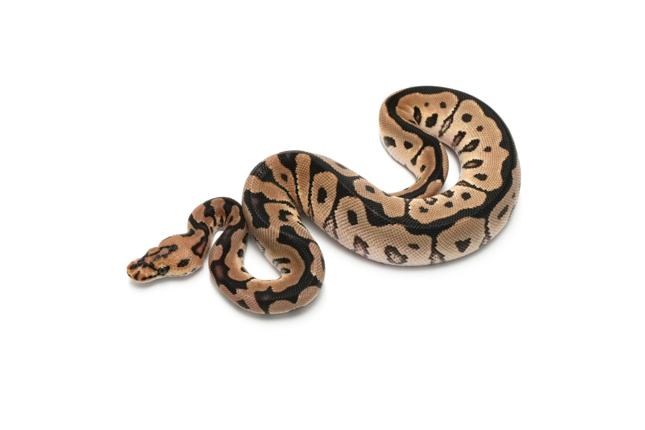 Spotnose Clown DH DG VPI Axanthic