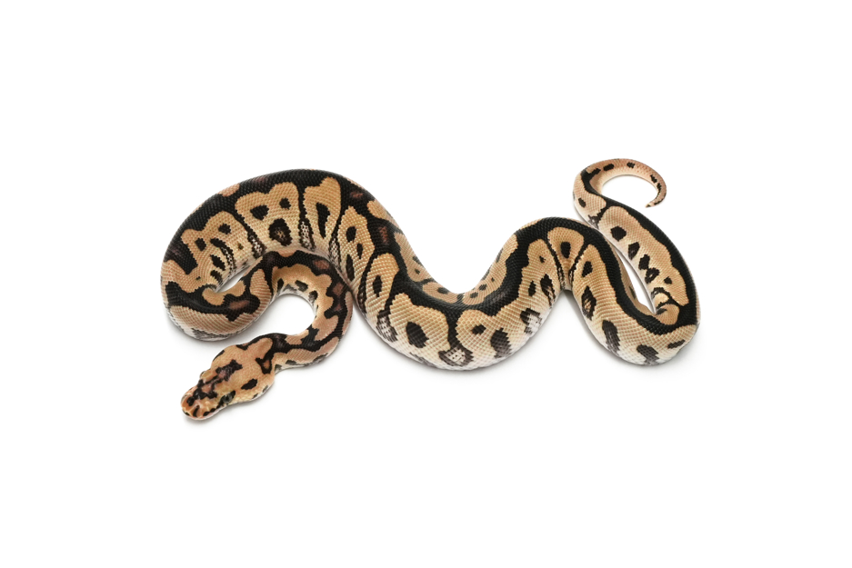Spotnose Clown DH DG VPI Axanthic