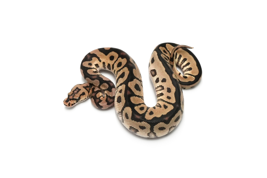 Spotnose Clown DH DG VPI Axanthic