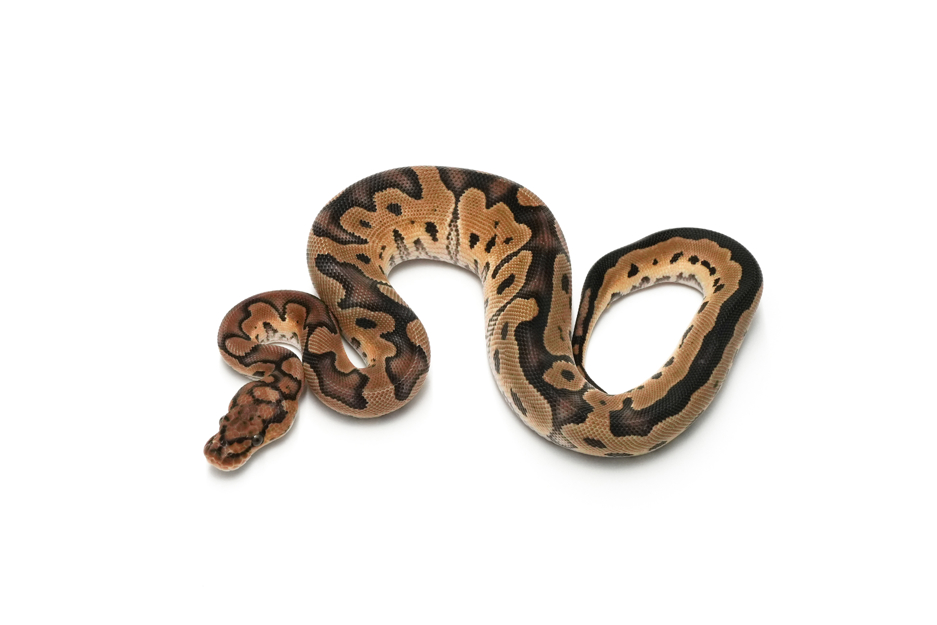 Clown DH DG VPI Axanthic