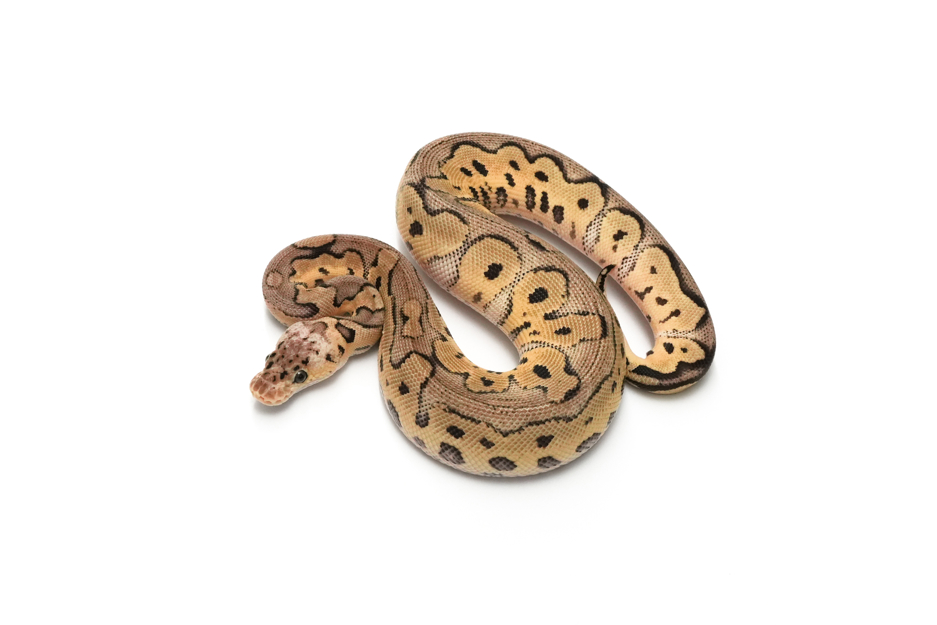 Pastel Clown DH DG VPI Axanthic
