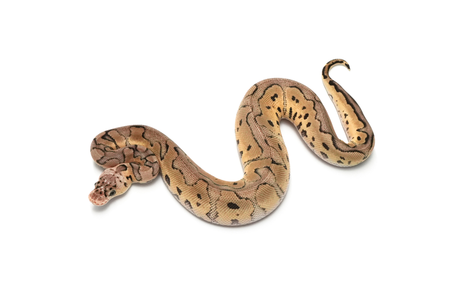 Pastel Clown DH DG VPI Axanthic