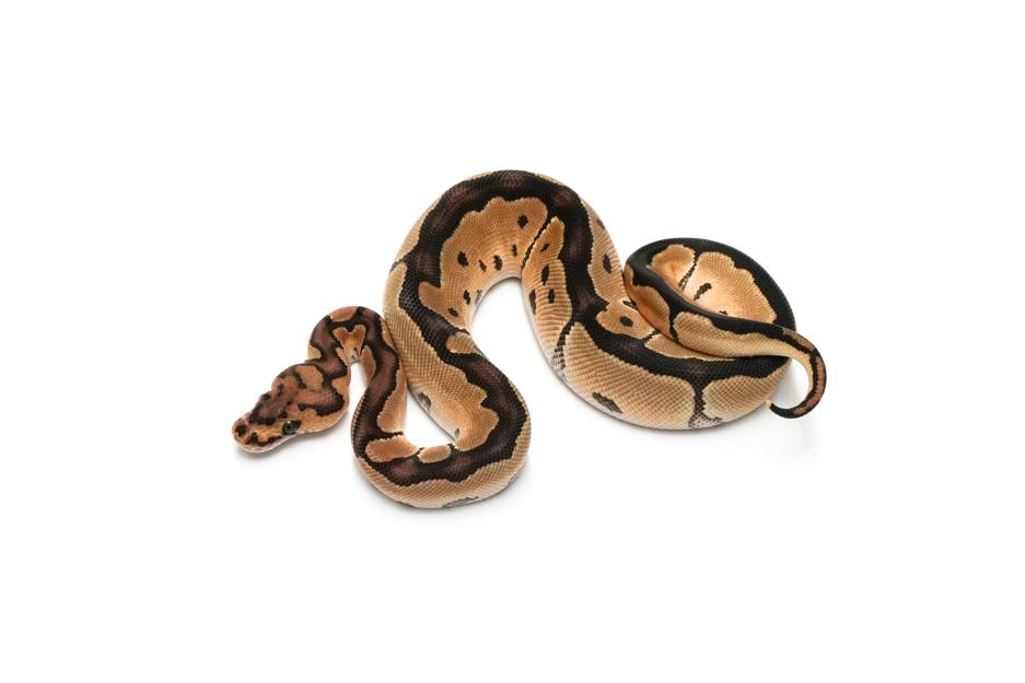 OD Clown DH DG VPI Axanthic