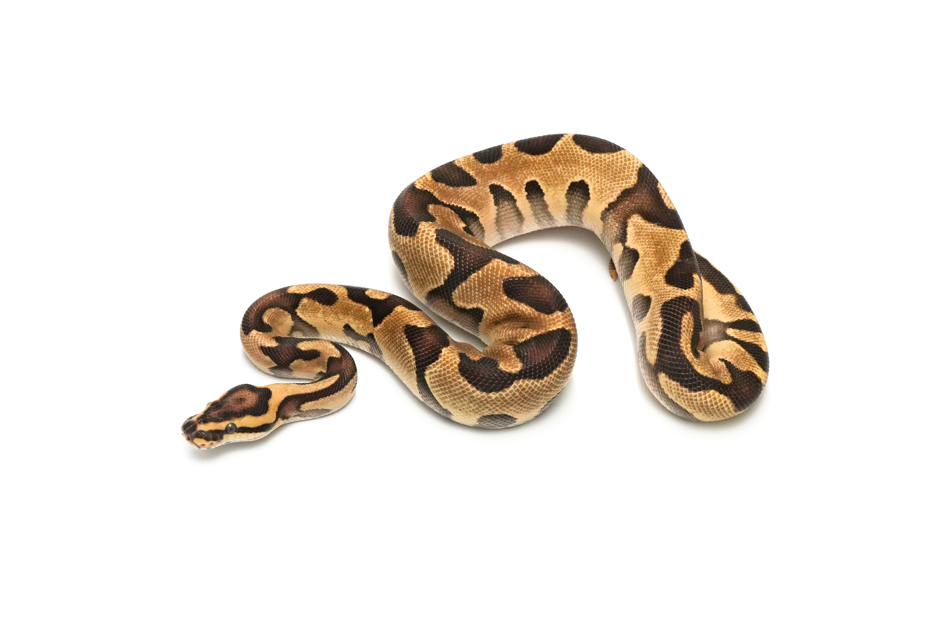 Leopard Enchi Fire TH Hypo DG Clown