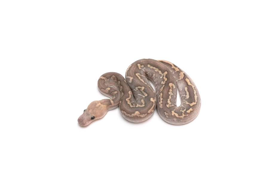 GHI Mojave Fire YB Clown Het Hypo 50%Pied