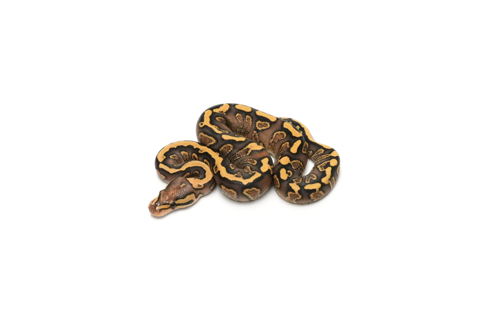 GHI Fire YB DH Clown Hypo 50%Pied