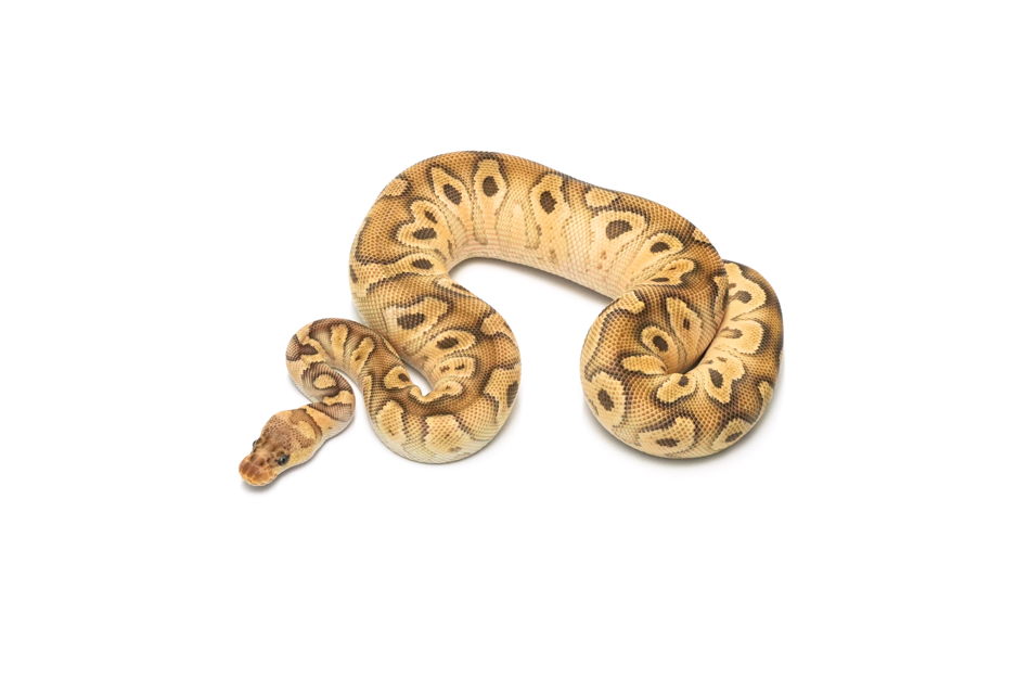 Mojave Pastel Clown Het Sunset