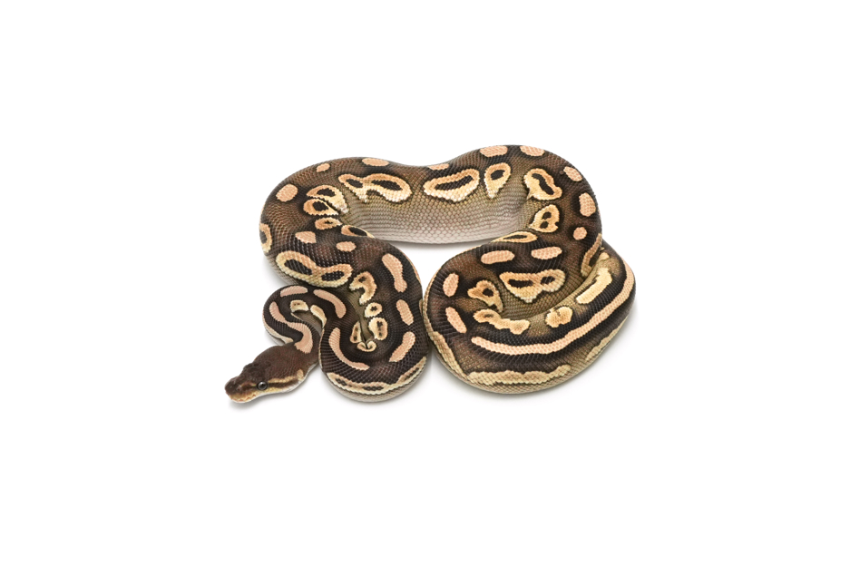 Mojave Cinnamon YB DH Sunet Clown