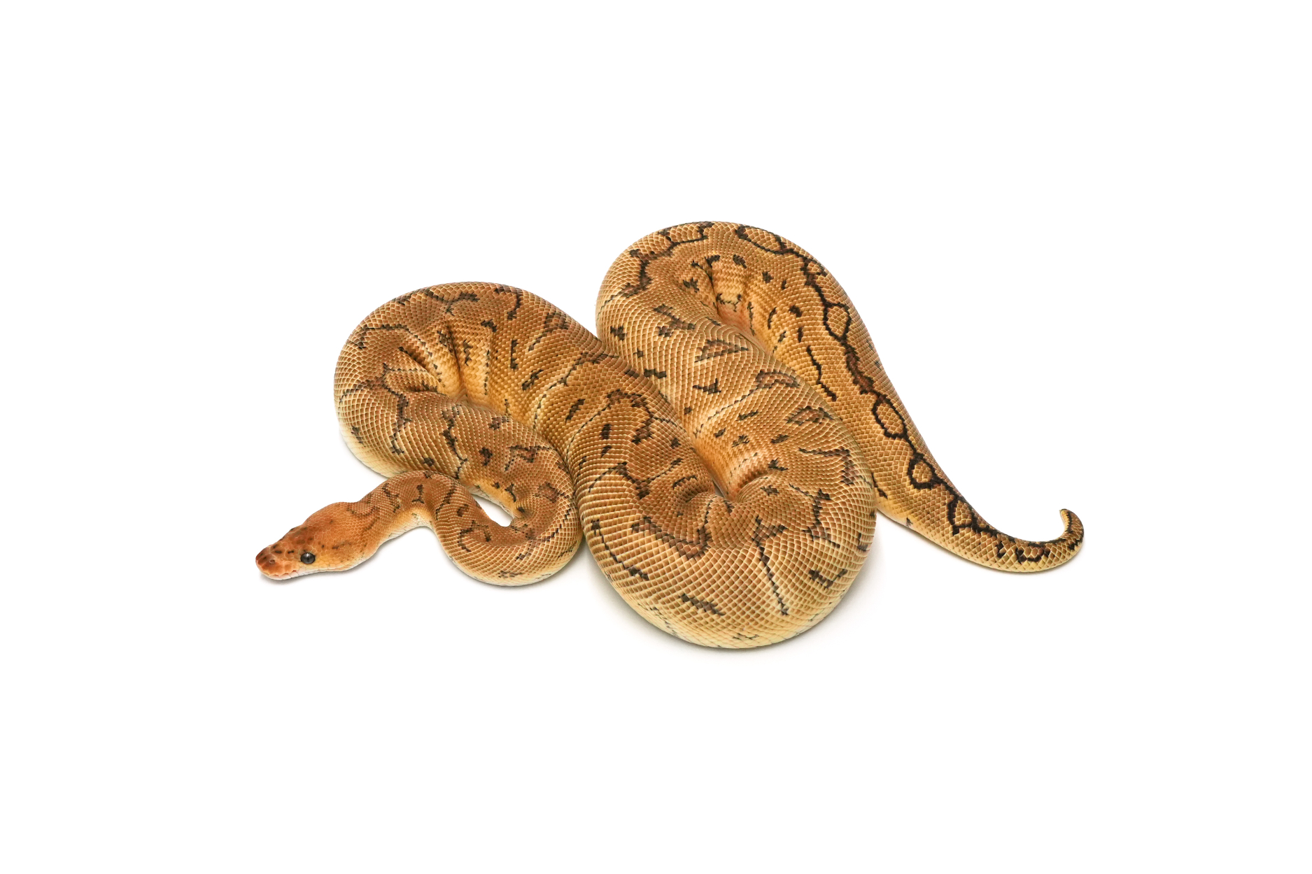 Pinstripe Clown Het Sunset