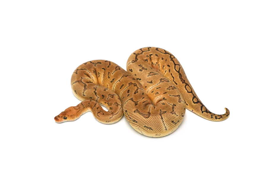 Pinstripe Clown Het Sunset
