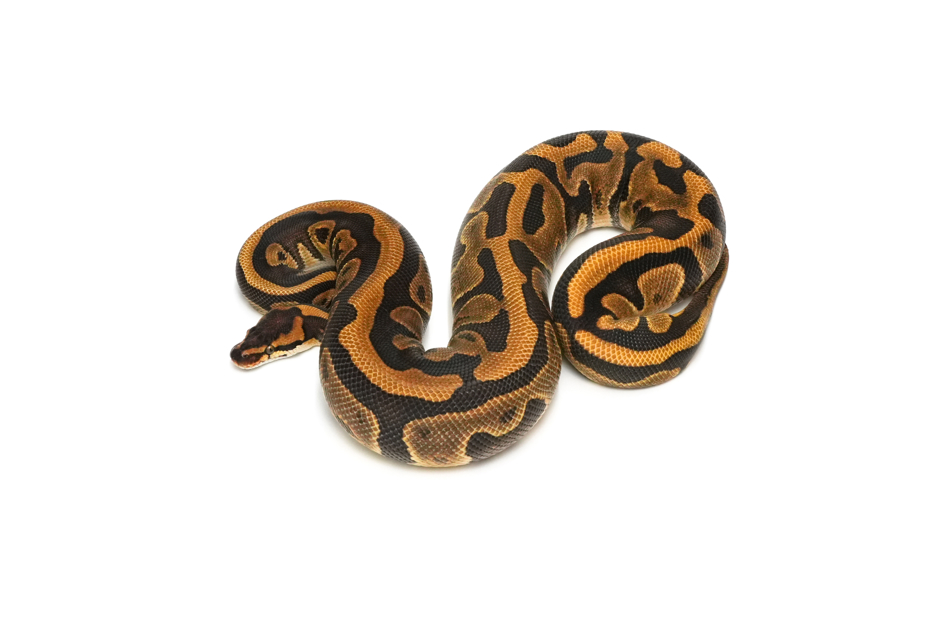 Cypress Leopard Enchi 50% DH Sunset Clown