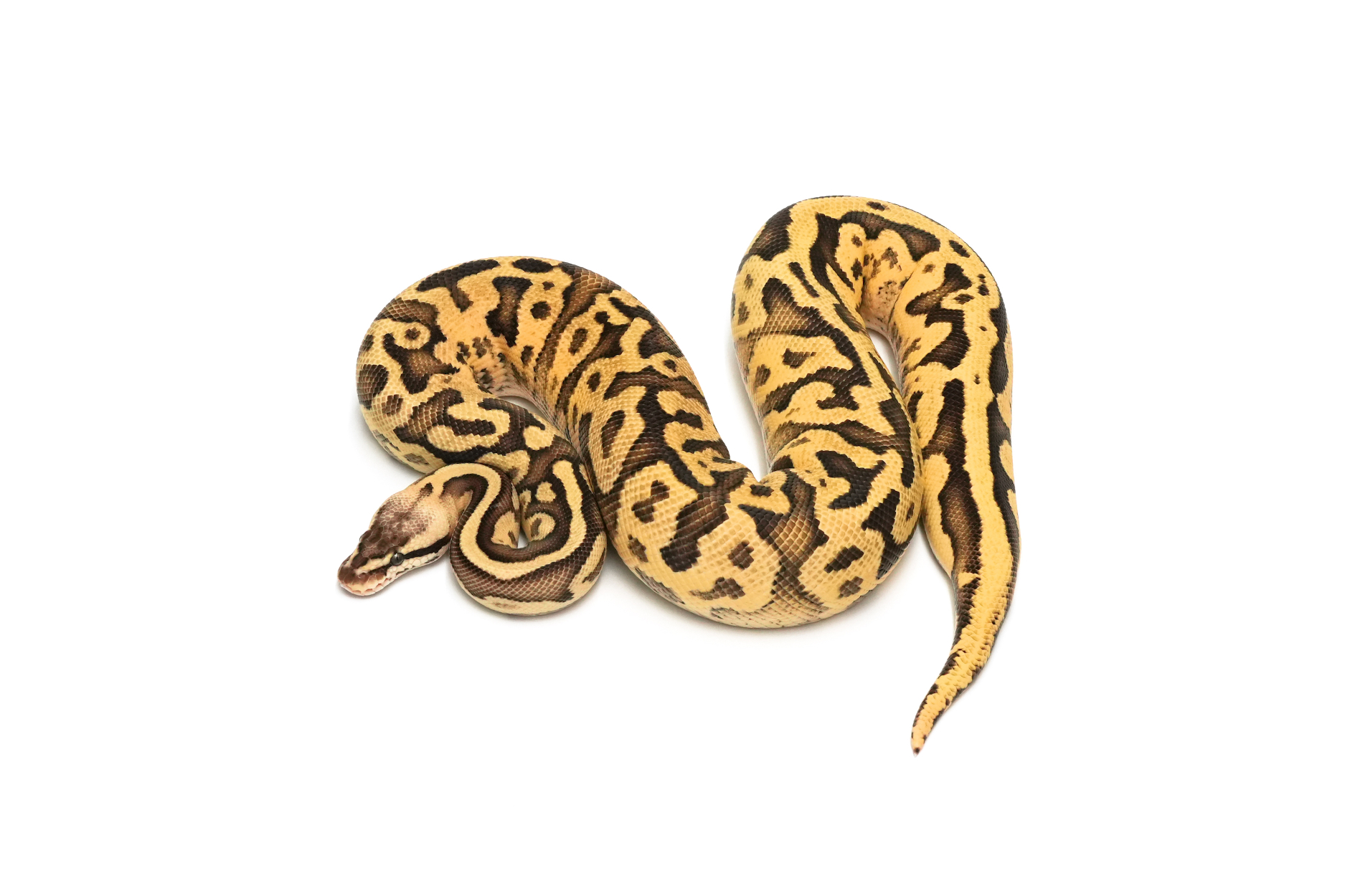 Leopard Fire Pastel DH Sunset Pied 66% Clown