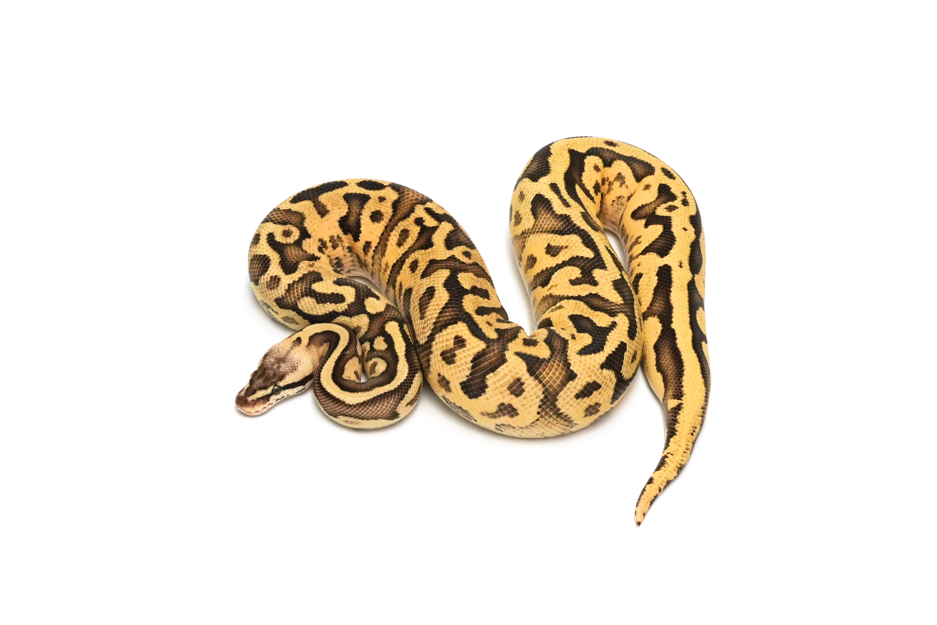 Leopard Fire Pastel DH Sunset Pied 66% Clown