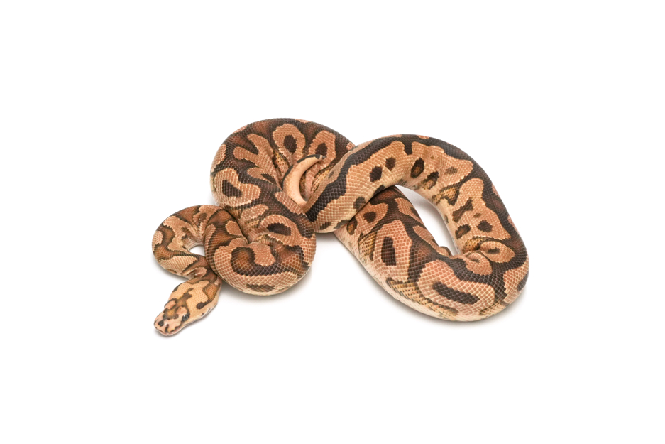 Spotnose Fire Clown