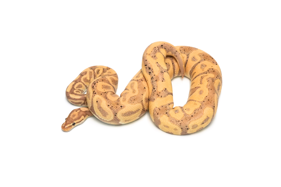 Banana Leopard Het Clown