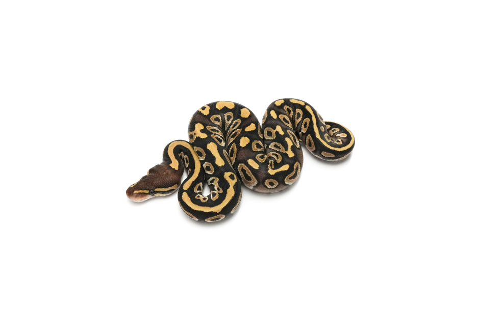 Mojave DH Monsoon Sunset