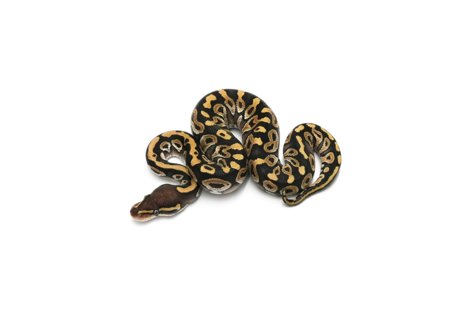 Mojave DH Monsoon Sunset