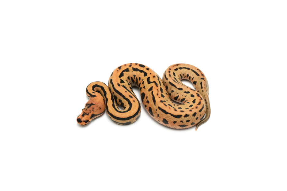 Confusion Leopard Spotnose YB DG Het Clown 66%Hypo Pos Redstripe