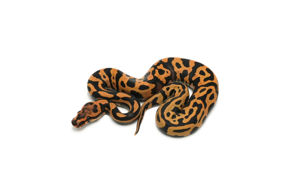 Confusion Leopard YB DG Het Clown 66%Hypo